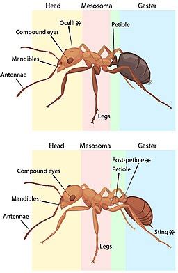 ant under microscope|Ant Anatomy .